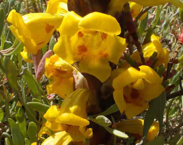Cistanche phelypaea - closeup of flowers
