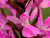 Dactylorhiza elata - Robust Marsh Orhid