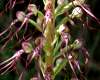Himantoglossum hircinum - Lizard Orchid