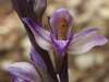 Limodorum abortivum -Violet Limodore