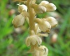 Neottia nidus-avis - Bird's-nest Orchid