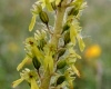 Neottia ovata - Common Twayblade
