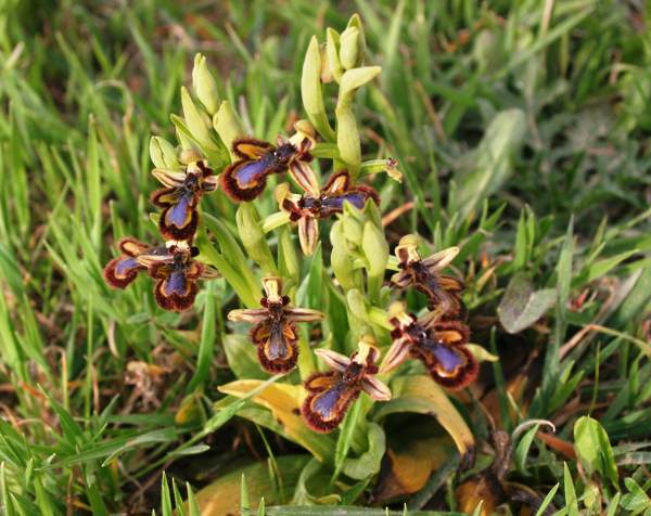 Mirror Orchids in the Algarve, southern Portugal