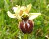 Ophrys sphegodes - Early Spider Orchid