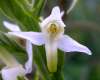 Platanthera bifolia - Lesser Butterfly Orchid