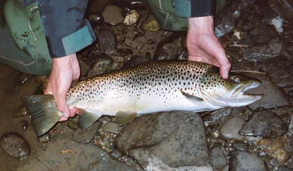 Sea trout caught at night, River Teifi