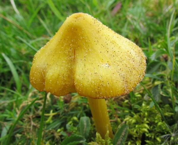 Hygrocybe conicoides - Dune Waxcap, yellow form