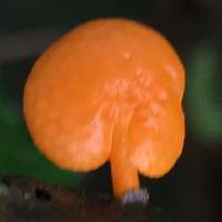 Cap of Favolaschia claudopus