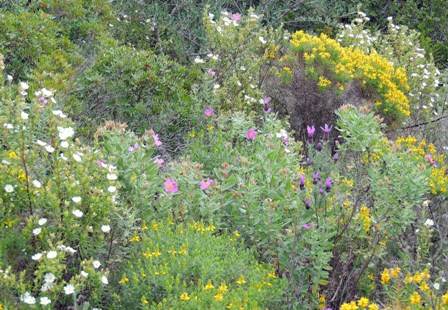 A tapestry of Mediterranean flowering shrubs