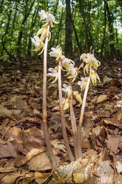 Ghost Orchid Epipogium aphullum