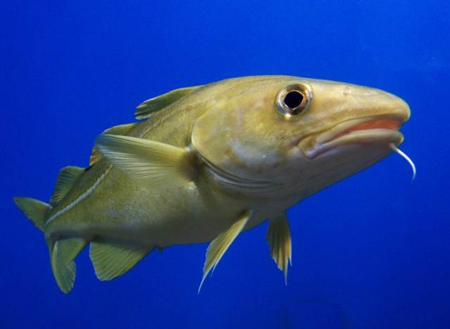 A cod - over-fishing lead to a stock collapse