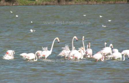 Flamingos at Salgados Lagoon