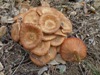 Armillaria tabescens, Ringless Honey Fungus