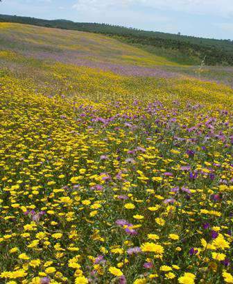 A wildflower meadow in the western Algarve