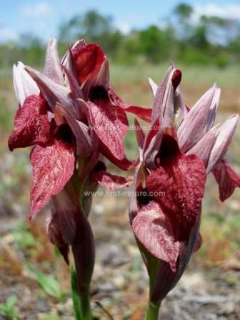 Heart-flowered Serapias