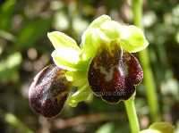 Ophrys fusca - Sombre Bee Orchid