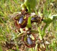 Ophrys speculum - Mirror Orchid