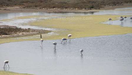 Flamingos in the Alvor Estuary