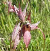 Serapias lingua - tongue Orchid
