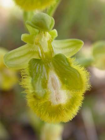 Ophrys speculum hypochromatic form