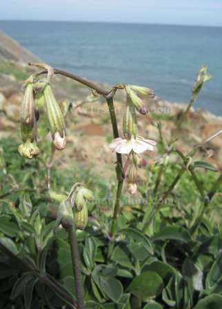 Silene rothmaleri thought to be extinct has been refound in the Algarve
