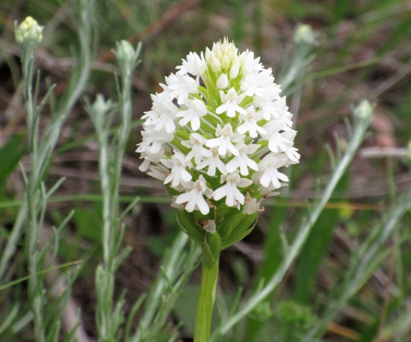 White pyramidal orchid tricia bechgaard