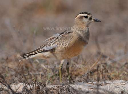 Dotterel picture Ray Tipper