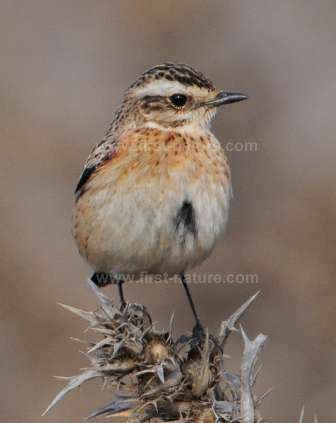 Whinchat - picture Ray Tipper