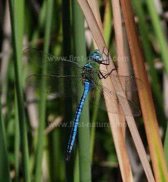 A Blue Emperor Dragonfly