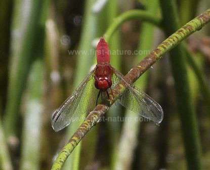 The Broad Scarlet Dragonfly
