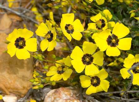 One of the rockroses of the Algarve