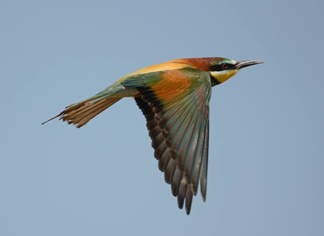 Bee Eater Ray Tipper