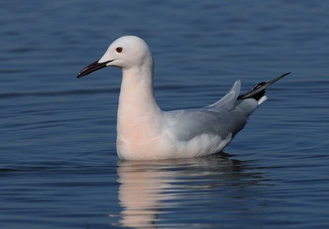 Slender-billed Gull - Ray Tipper
