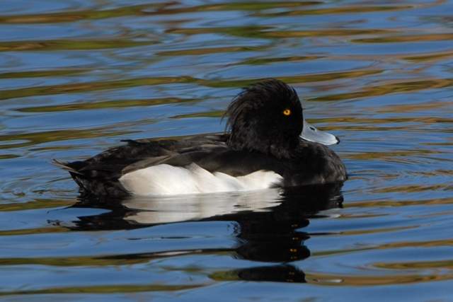 Tufted Duck 1