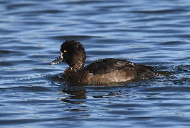 Tufted Duck 2