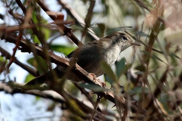Cetti's Warbler in a tree