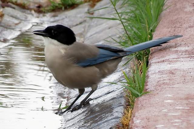 Azure-winged Magpie, drinking