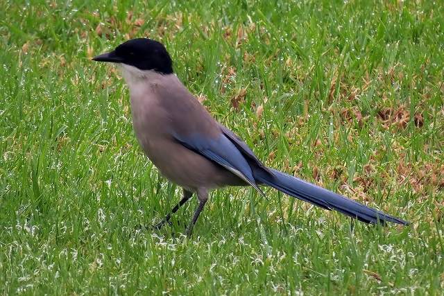 Azure-winged Magpie on a lawn