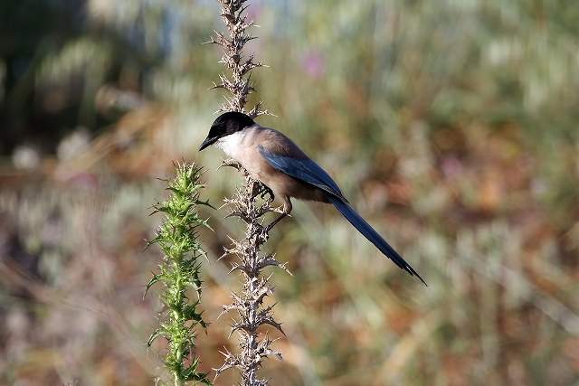 Azure-winged Magpie on a thistle