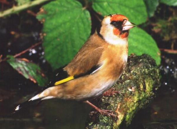 Carduelis carduelis, Goldfinch on a branch