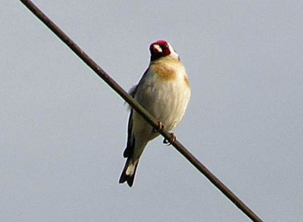 Goldfinch on a high wire