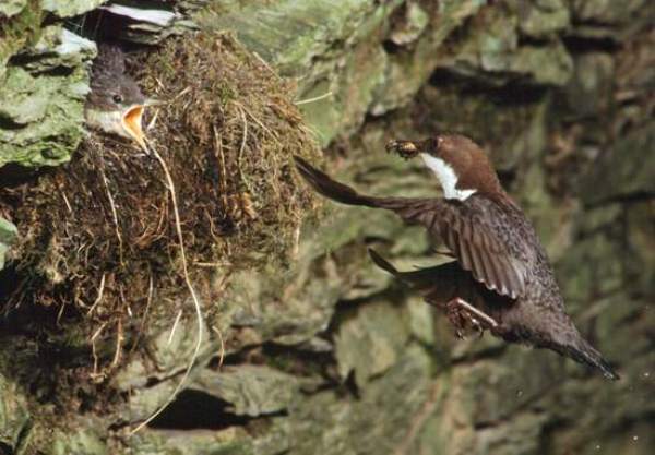 Dipper feeding its young