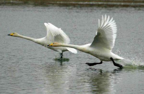 Whooper Swans taking off, Ireland
