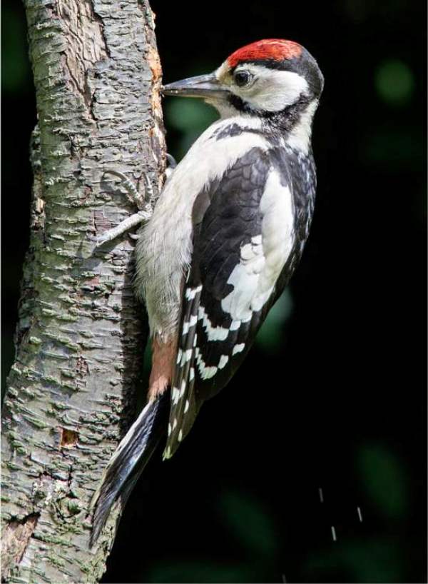Great-spotted woodpecker, juvenile, seen in Wales