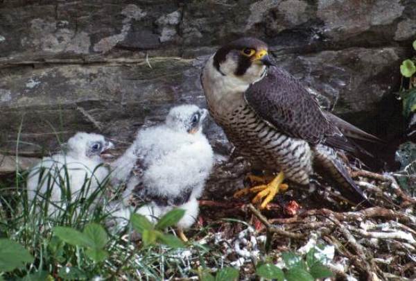 Peregrine Falcon with young