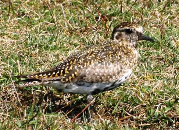 A young Golden Plover