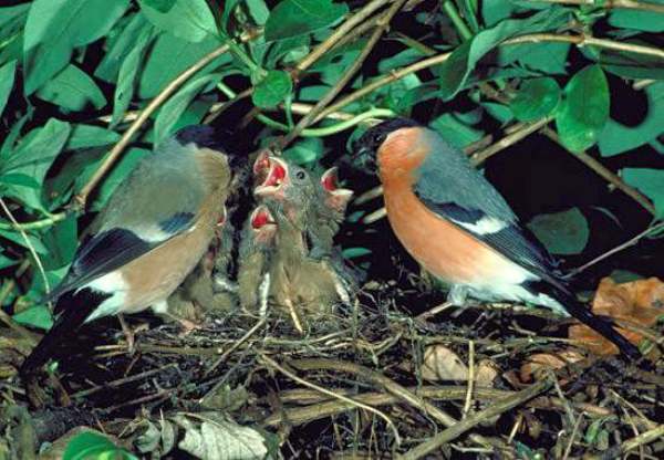 Bulfinches with young in nest