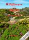 Wildflowers in the Algarve, an introductory guide, by Sue Parker