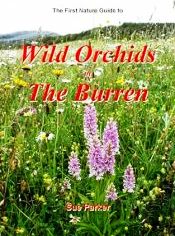 in The Burren, by Sue Parker