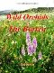 Wild Orchids in The Burren, by Sue Parker